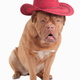 Illustration for article titled Bacon-Eating, Hat-Wearing Dogs Have Some Knowledge For You